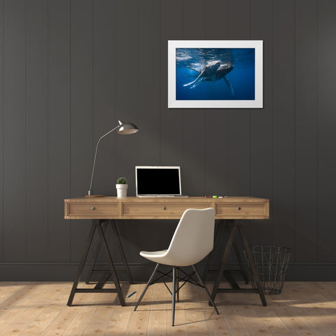 Humpback Whale White Modern Wood Framed Art Print by Gabriel, Barathieu