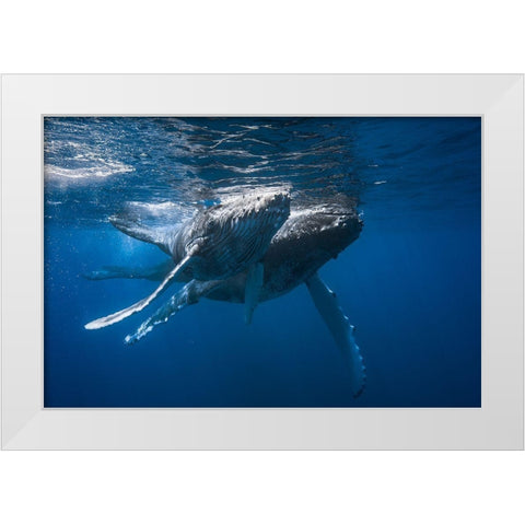 Humpback Whale White Modern Wood Framed Art Print by Gabriel, Barathieu