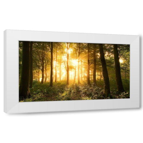 Light In The Forest. White Modern Wood Framed Art Print by Londal, Leif