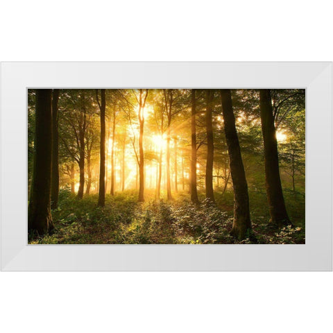 Light In The Forest. White Modern Wood Framed Art Print by Londal, Leif