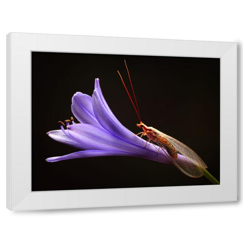 Lacewing White Modern Wood Framed Art Print by Hoffman, Jimmy