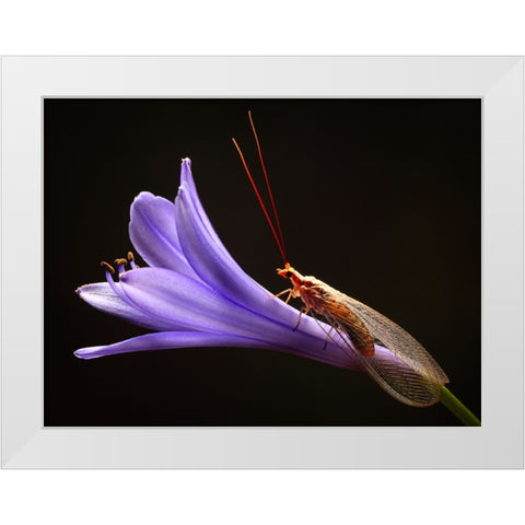 Lacewing White Modern Wood Framed Art Print by Hoffman, Jimmy