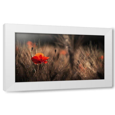 Poppy With Corn White Modern Wood Framed Art Print by Quaglia, Nicodemo