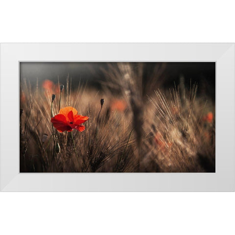 Poppy With Corn White Modern Wood Framed Art Print by Quaglia, Nicodemo