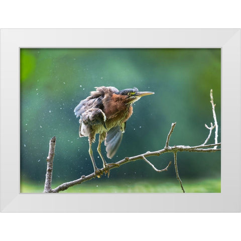 Green Heron Shaking Off White Modern Wood Framed Art Print by Wang, Kevin
