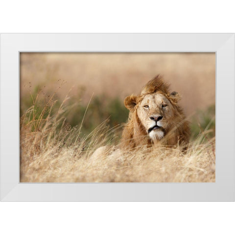 Handsome! White Modern Wood Framed Art Print by Khataw, Ali