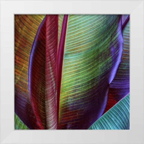 Banana Skin White Modern Wood Framed Art Print by Casanova, Francois