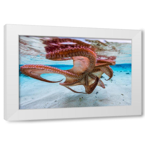 The Octopus Underside White Modern Wood Framed Art Print by Gabriel, Barathieu