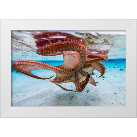 The Octopus Underside White Modern Wood Framed Art Print by Gabriel, Barathieu