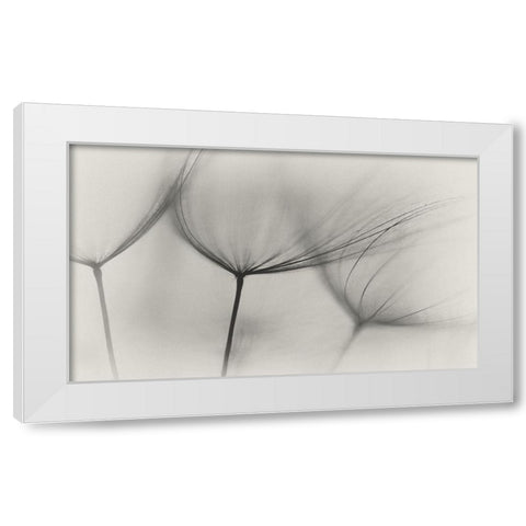 Tragopogon White Modern Wood Framed Art Print by Gronkjar, Lotte