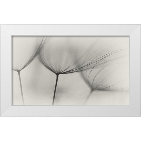 Tragopogon White Modern Wood Framed Art Print by Gronkjar, Lotte