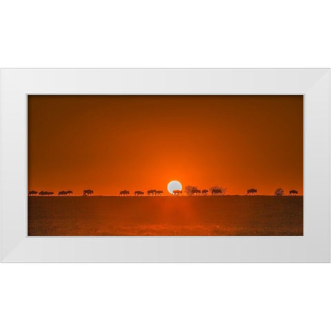Wildebeests Walking In Golden Light White Modern Wood Framed Art Print by Hua, David