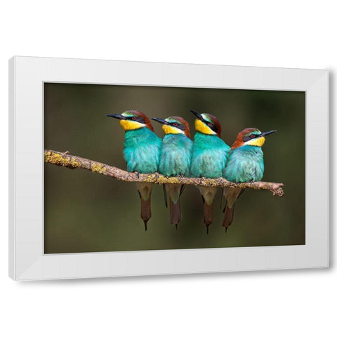 Bee-Eater Resting White Modern Wood Framed Art Print by Ortega, Xavier