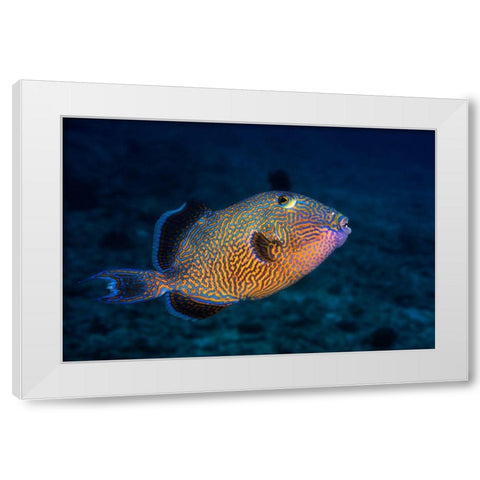 Blue Triggerfish White Modern Wood Framed Art Print by Gabriel, Barathieu