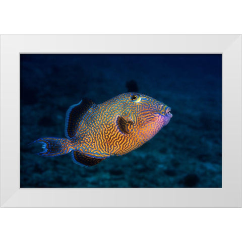 Blue Triggerfish White Modern Wood Framed Art Print by Gabriel, Barathieu