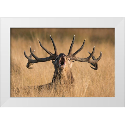 Ready To Rut White Modern Wood Framed Art Print by Uddin, Kutub