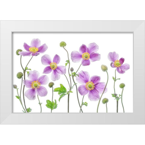 Anemone Japonica White Modern Wood Framed Art Print by Disher, Mandy