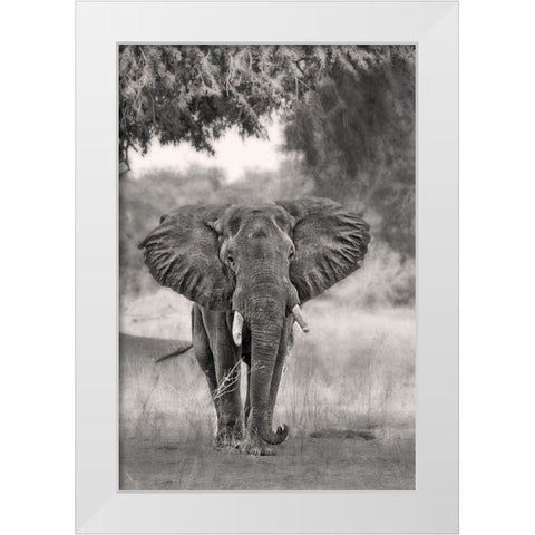 Coming ... White Modern Wood Framed Art Print by Catta, Alessandro