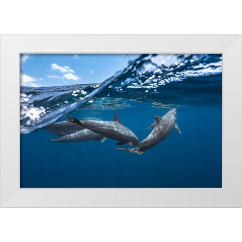 Dolphins White Modern Wood Framed Art Print by Gabriel, Barathieu