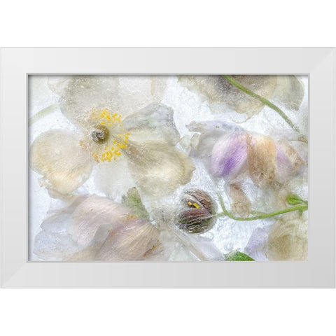 Anemone Frost White Modern Wood Framed Art Print by Disher, Mandy