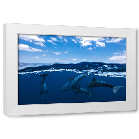 Between Air And Water With The Dolphins White Modern Wood Framed Art Print by Gabriel, Barathieu