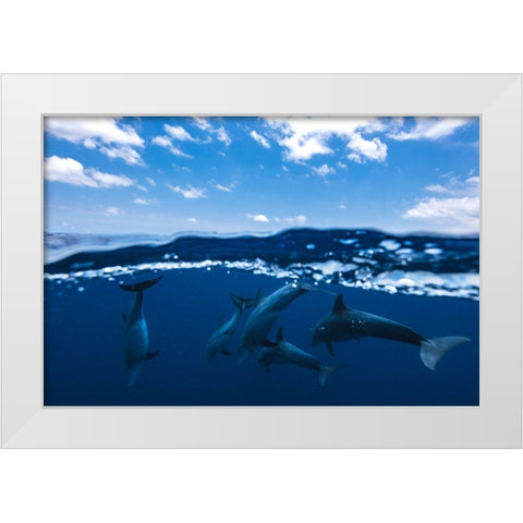 Between Air And Water With The Dolphins White Modern Wood Framed Art Print by Gabriel, Barathieu