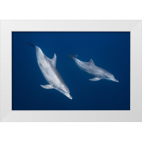 Bottlenose Dolphins White Modern Wood Framed Art Print by Gabriel, Barathieu