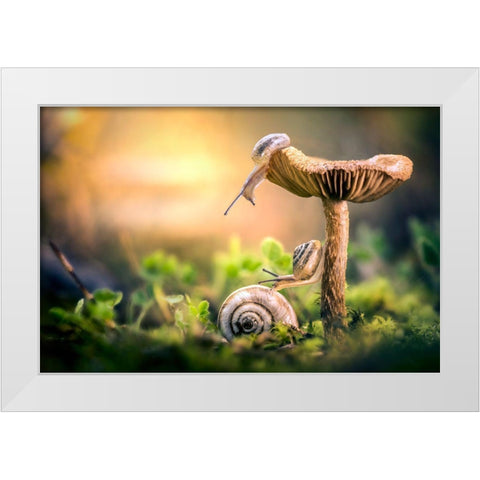 The Awakening Of Snails White Modern Wood Framed Art Print by Ghizzi Panizza, Alberto