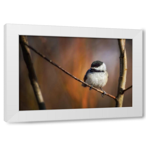 Litlle Qthingq White Modern Wood Framed Art Print by Duguay, Christian