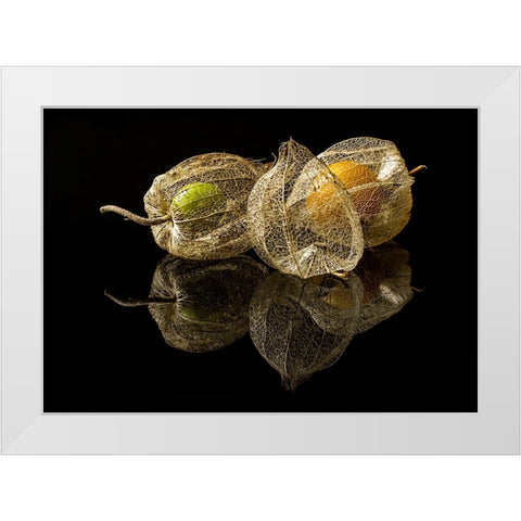 Physalis Alkekengi L. White Modern Wood Framed Art Print by Gaberkosir