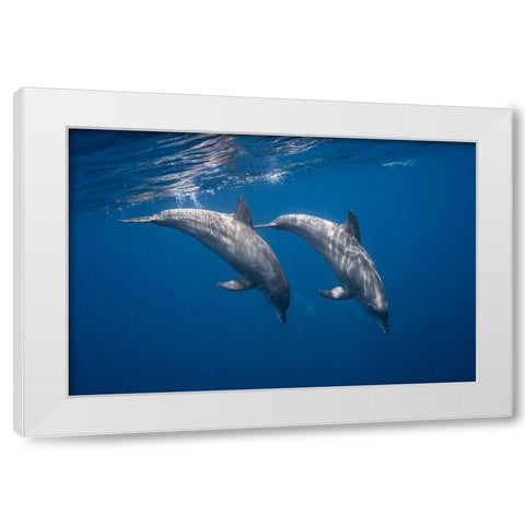 Two Bottlenose Dolphins White Modern Wood Framed Art Print by Gabriel, Barathieu