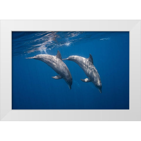 Two Bottlenose Dolphins White Modern Wood Framed Art Print by Gabriel, Barathieu