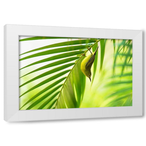 50 Shades Of Green White Modern Wood Framed Art Print by Bariviera, Daniele