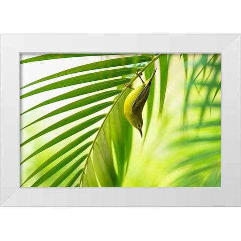 50 Shades Of Green White Modern Wood Framed Art Print by Bariviera, Daniele