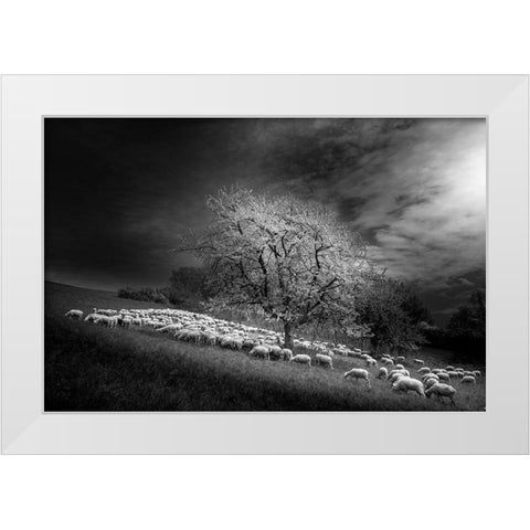 Rural Scene White Modern Wood Framed Art Print by Gallo, Rasto