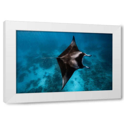 Manta Fly!!! White Modern Wood Framed Art Print by Gabriel, Barathieu