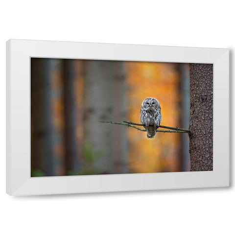 Tawny Owl White Modern Wood Framed Art Print by Zygmunt, Milan
