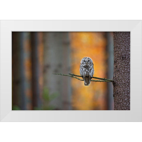Tawny Owl White Modern Wood Framed Art Print by Zygmunt, Milan