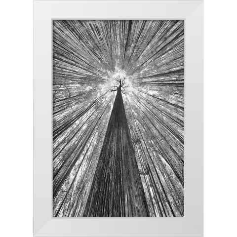 The Giant White Modern Wood Framed Art Print by Casanova, Francois