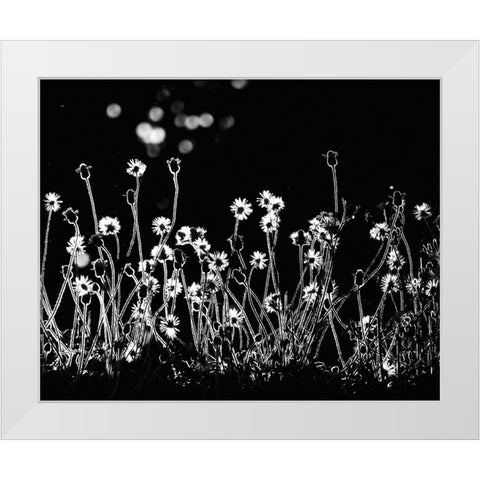The Little Flowers White Modern Wood Framed Art Print by Lagaa, Kahar