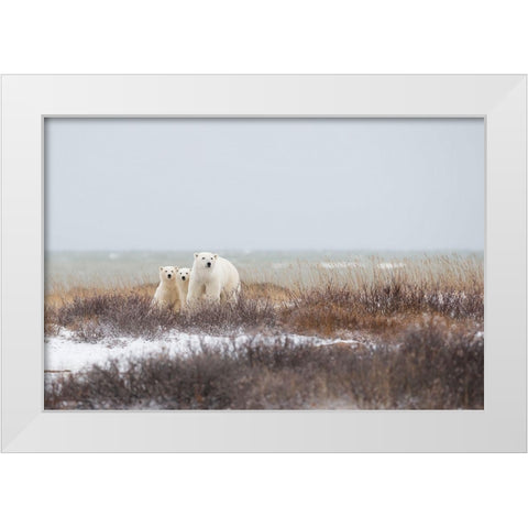 Mother A Cubs At The Seaside White Modern Wood Framed Art Print by Pozzi, Marco