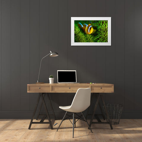 Yellow Clownfish On Green Anemon White Modern Wood Framed Art Print by Gabriel, Barathieu