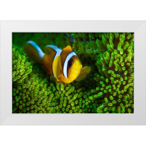Yellow Clownfish On Green Anemon White Modern Wood Framed Art Print by Gabriel, Barathieu
