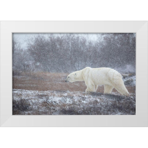 Let It Snow! White Modern Wood Framed Art Print by Catta, Alessandro