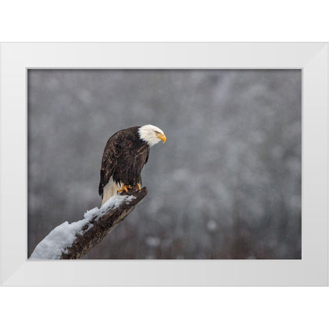 Snow On The Skagit White Modern Wood Framed Art Print by Barsh, Greg