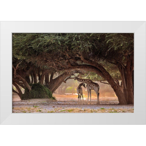 Giraffe - Namibia White Modern Wood Framed Art Print by Damico, Giuseppe