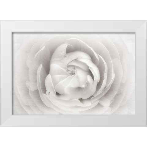 Ranunculus White Modern Wood Framed Art Print by Gronkjar, Lotte