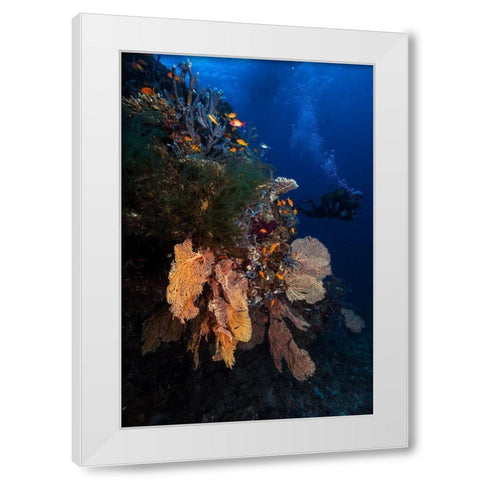 Diving White Modern Wood Framed Art Print by Gabriel, Barathieu