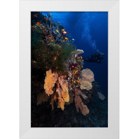 Diving White Modern Wood Framed Art Print by Gabriel, Barathieu