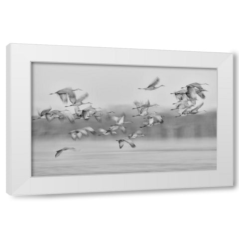 Dream Flight White Modern Wood Framed Art Print by Wang, Kevin